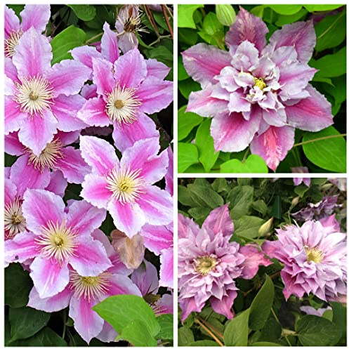 Clematis Piilu Climbing - Large Flowering Clematis Plant - 25-40cm in Height Ready to Plant (3 Plants)