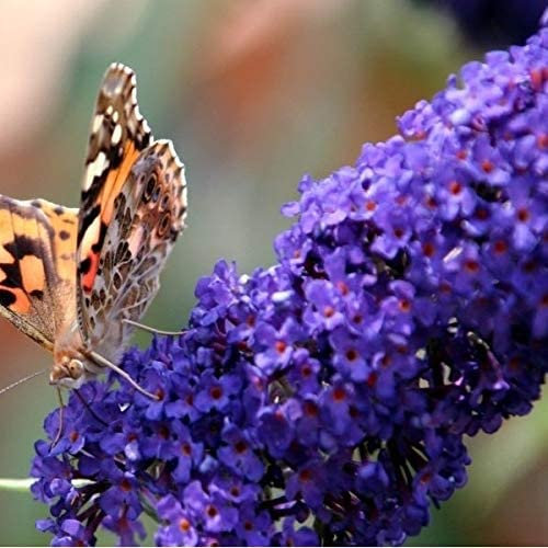 Buddleja Empire Blue - Sommerflieder/Schmetterlingsflieder - Duftend und Winterhart - Buddleia | 1,5 Liter Topf