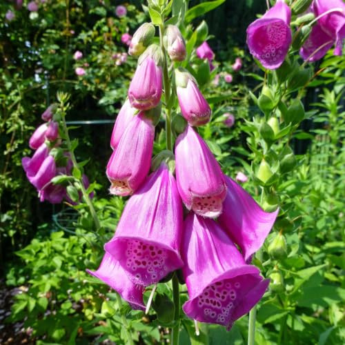 6 x Rotblühender Fingerhut - Digitalis Purpurea Topf 9x9cm: Rote Blüten, hohe Pflanze, hervorragend in Bauerngärten und Waldgärten.