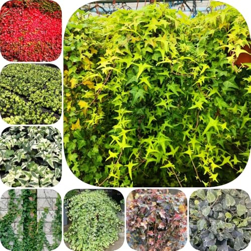 Semi di edera - da appartamento facili da curare per giardinieri giardino balcone per gli amanti del giardino raro resistenti rampicanti 500pcs