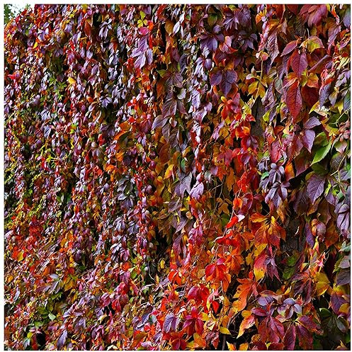 3 Parthenocissus Quinquefolia Plants/American Ivy/Virginia Creeper in 1-2L Pots 3fatpigs®