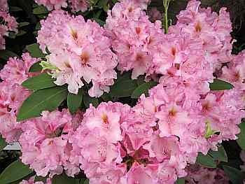 Rhododendron Hybride Flamingo - Großblumige Alpenrose 30-40 cm