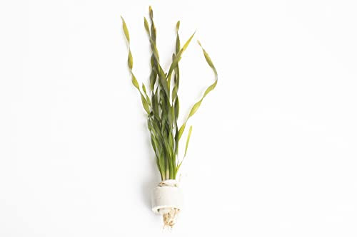 Lincolnshire Pond Plants Ltd Twisted Vallis - Live Aquarium Plant - Corkscrew vallis - vallisneria tortifolia - Tropical Fish Tank (25 Strands - 5 Rings)