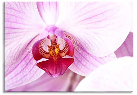 Pixxprint Glasbild, Wandbild aus Echtglas, Prächtige Rosa Orchidee, 80x60 cm, inkl. Aufhängung und Abstandshalter