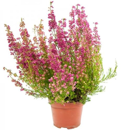 Brecina o Calluna la Planta Navideña que es un Regalo de la Naturaleza
