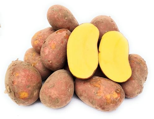 Laura Kartoffeln, rote Schale, vorwiegend festkochend, aus Ernte 2025, von Kehrbachs Hof aus Norddeutschland (5 Kg)