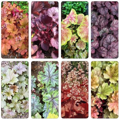 Purpurglöckchen - Heuchera bonsai topf gartensamen bodendecker winterhart mehrjährig schattenpflanzen garten winterhart blumenbeet balkon wildkräuter balkonpflanzen frühling 200samen