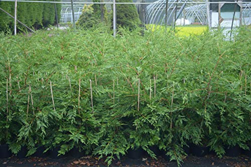 10x Green LEYLANDII Hedging Plants Evergreen (a269)