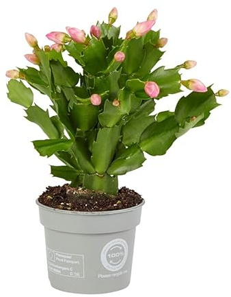 Cactus de la Navidad - DECOALIVE - Planta de Interior y Exterior