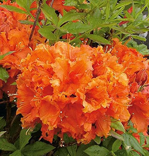 Azalee Gibraltar 40-50cm - Rhododendron luteum - Alpenrose - lebende Gartenpflanze aus den Baumschulen