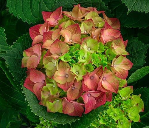 Dehner Bauern-Hortensie, Hydrangea macrophylla, große rote Blüten, 50-60 cm exkl. Pflanztopf, 12 l Topf, Zierstrauch