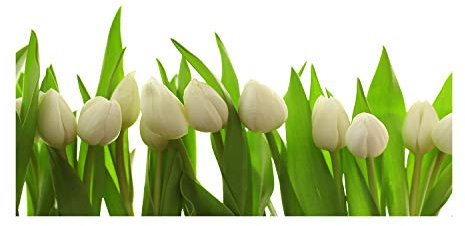 Tulup Picture Wall Art 100x50cm Image Printed Acryl Decorative Wall Picture Plastic/Acrylic Glass for Kitchen & Living Room White tulips