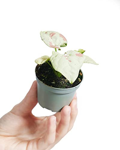 PLNTS - Baby Syngonium Syngonium Confetti - Zimmerpflanze - Echte Pflanzen für Drinnen - 6cm Topf - Höhe 15cm