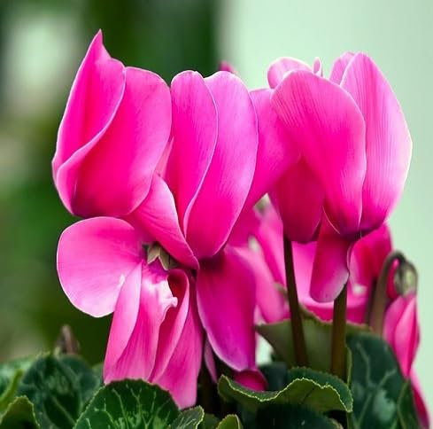 20 graines de fleurs de cyclamen rose