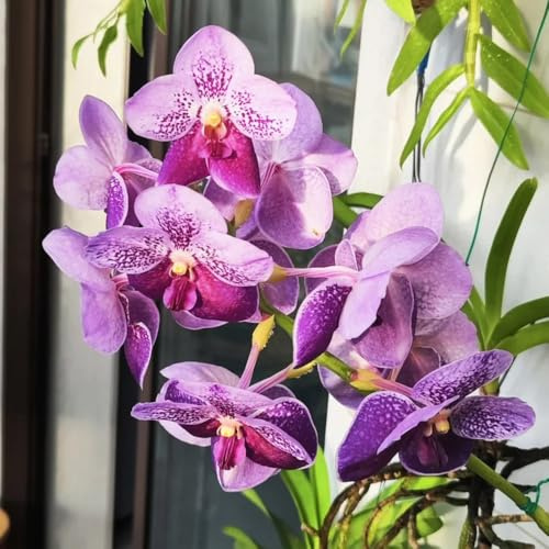 Semi di orchidea Vanda, da balcone decorazione floreale regali per gli amanti del giardino rare da giardino vecchie varietà 20pcs