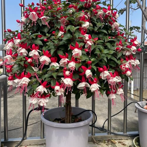 fuchsien hängend - blumensamen mehrjährig winterhart seltene steingarten gewächshaus balkon kletterpflanzen topfpflanzen deko büro gartendeko für draußen bio pflanzensamen hochbeet 500samen