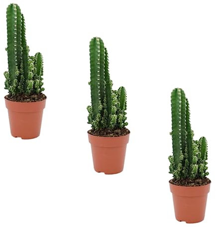 Pack 3 Cactus con pinchos en Maceta de 8 cm Kit Ahorro Plantas Naturales. Catus de ordenador