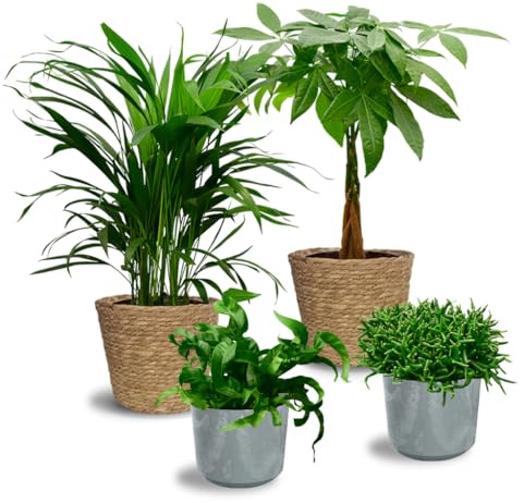 Nestfarn, Areca-Palme, Glückskastanie & Rutenkaktus – 4er Box Zimmerpflanzen Katzenliebe – frisch aus der Gärtnerei – Höhe 15-70 cm – Töpfe 10,5-17 cm – mit Übertöpfen – Green Me Up