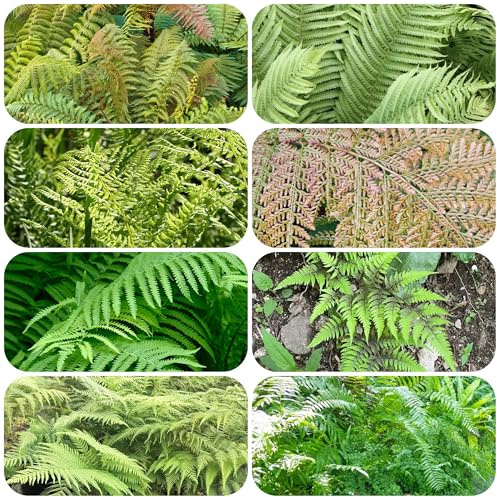 semi artificiali di felce, tappezzante resistente perenne piante resistenti per il giardino letto di erbe aromatiche Erba ornamentale Pteridophyta piante medicinali erbe medicinali 180pcs