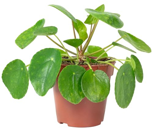 Ufopflanze - pflegeleichte Zimmerpflanze, Pilea peperomioides - Höhe ca. 20 cm, Topf-Ø 14 cm