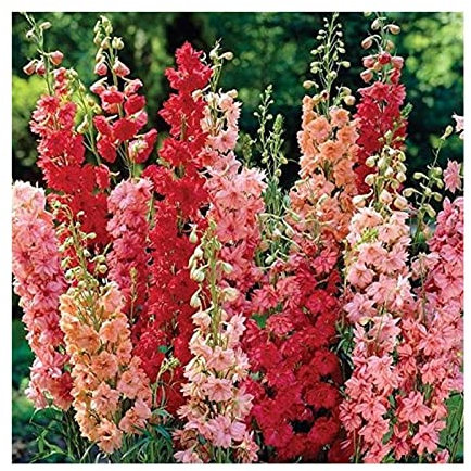 Stk - 20x Riesen Delphinium cultorums Rot Rittersporn Pflanzen - Samen A290 - Seeds & Plants Shop by Ipsa