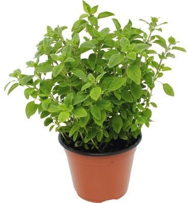 Orégano para Huerto Urbano Planta Natural de Exterior e Interior