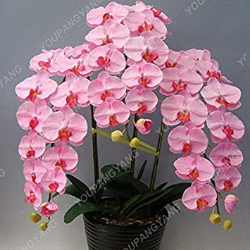 SEMI-environ 100 pz/sac Phalaenopsis semi-floral pour le Bureau Intérieur choisir une variété de semi-couleurs Orchidée Piantine Orchidée