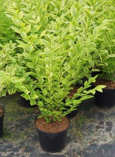 Ligustrum ovalifolium Aureum - Goldliguster Verpackungseinheit 1