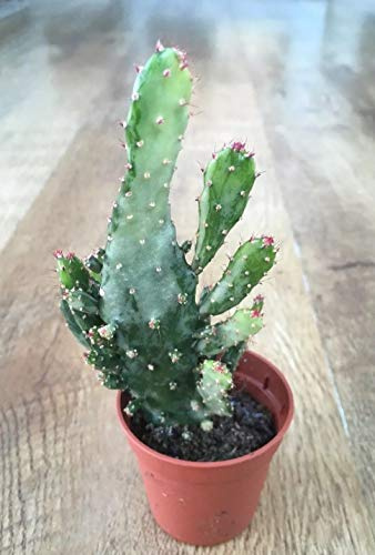 Portal Cool Las semillas del paquete: Opuntia Monocantha Variegata | Suculentas cactus | House Seeds saludable en 6cm Pot:Seeds Only