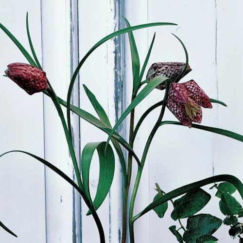 Bulbi di giglio a scacchi, bulbi di da giardino per luoghi soleggiati esotiche copertura del terreno da balcone 5pcs