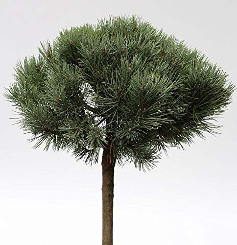 Hochstamm Silberkiefer 40-60cm - Pinus sylvestris - lebende Gartenpflanze aus den Baumschulen