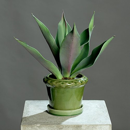Agave im grünen Keramiktopf 30 cm Kunstpflanze von DPI