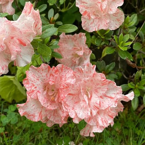 Semillas de rododendro resistentes - jardín perennes azalea decoración interior 300pcs