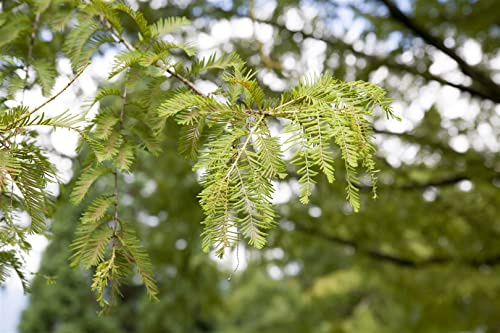 Urweltmammutbaum Metasequoia glyptostroboides 60-80 cm winterhart | Schnellwachsend, sonnig bis halbschattig, robust, dekoratives Herbstlaub, ideal für Garten, Park und Alleen