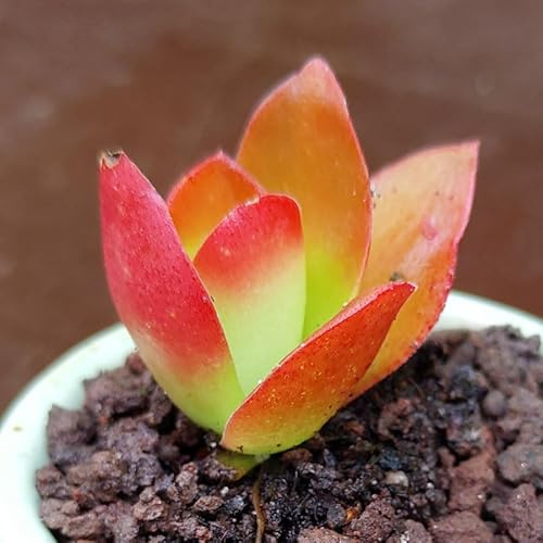 SUNNYPLANTS - Crassula Subacaulis Erosula Campfire Pflanze, Stecklinge, Sukkulenten