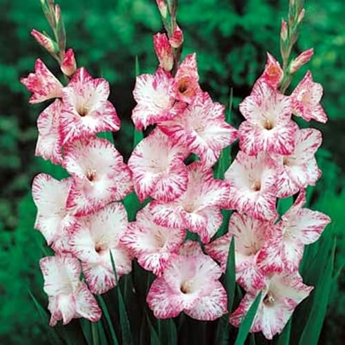 NVNJHJN.Gladiolus Bulbs.Strong Plants That Grow Well Mix Golden Jade Carving Feels Beautiful.-10 Bulbs-E