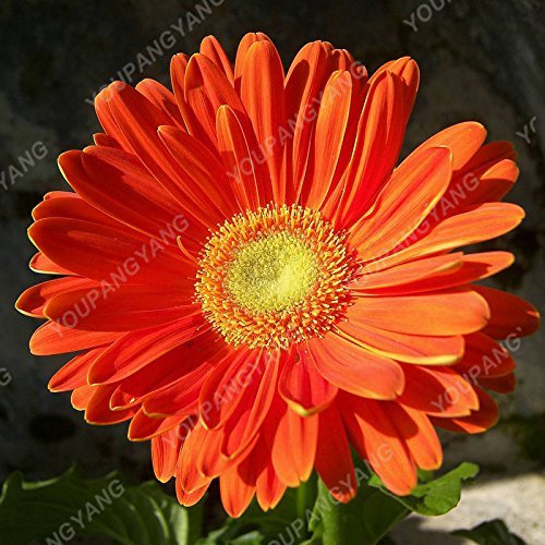 100 pz Seltene Gerbera Samen Bonsai Topfpflanze Blumensamen Familiengarten Mischfarben Perenne Crisantemo leicht anzubauen Anlage 5