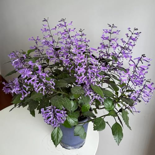 semillas de lavanda, jardín que cubren el suelo, que cubren el suelo resistentes de lavanda perenne, para lugares 400pcs