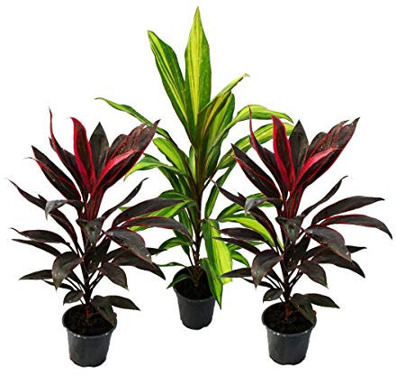 Set di 3 Cordyline fruticosa, mazza giglio 12 cm di vaso