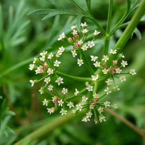 semillas de perifollo de interior raras perifollo invierno, orgánicas cubrir el suelo vegetales semillas hortalizas orgánicas, resistentes 200semillas