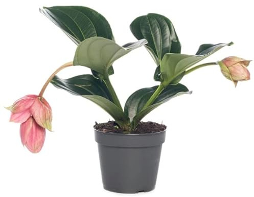 Medinilla Magnifica - Planta Natural con Flores Colgantes