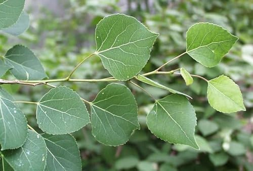 100 semillas de árbol de álamo temblón.