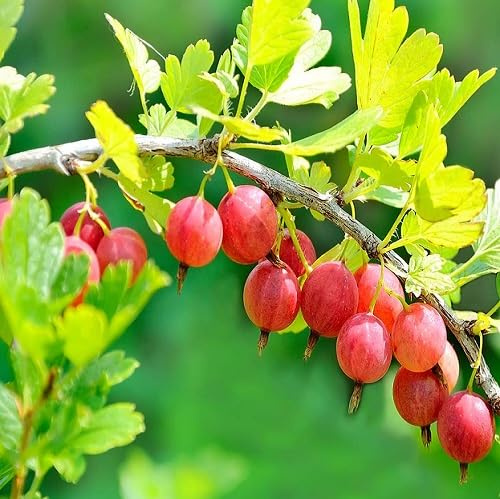 80 semi di uva spina rossa