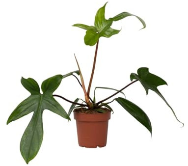 Plant in a Box - Filodendro - Philodendron Florida Green - Pianta d'appartamento che purifica l'aria - Vaso 12cm - Altezza 20-30cm