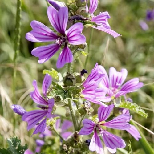 40 pezzi semi di malva - di semi di malva del balcone piccoli giardini