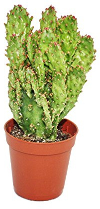 Exotenherz - Opuntia monacantha variegata - planta pequeña en maceta de 5,5 cm