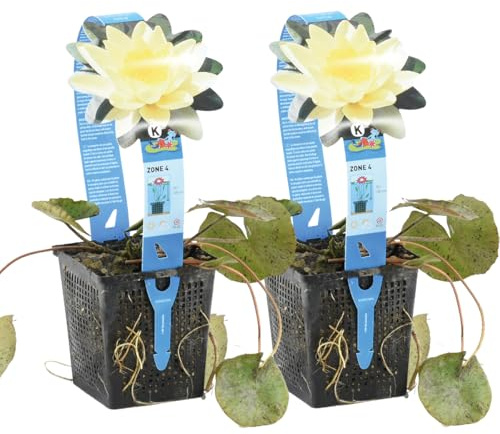 Bloomique - Lot de 2 - Nymphaea Marliacea Chromat - Nénuphar - Jaune - Plantes de bassin - Plantes aquatiques - Rustique - Hauteur 10-20 cm - Pot 11 cm