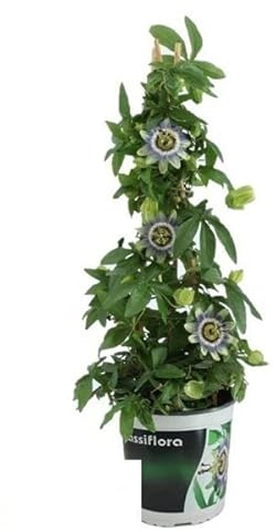 DECOALIVE Flor Pasión Planta Ideal para Terraza y Jardín