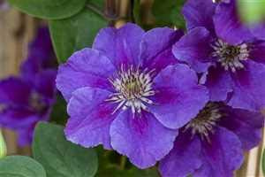 Clematis Hybride 'Ashva' 40-60 cm – Winterhart, Mehrjährig, Pflegeleicht – Waldrebe – Kletterpflanze für Pergola & Rankhilfe
