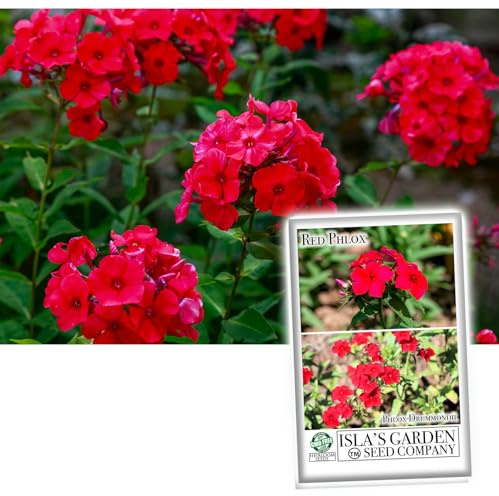 Red Phlox Seeds for Planting, 200+ Heirloom Flower Seeds Per Packet, (Isla's Garden Seeds), Annual, Non GMO Seeds, Botanical Name: Phlox paniculata, Great Home Flower Garden Gift